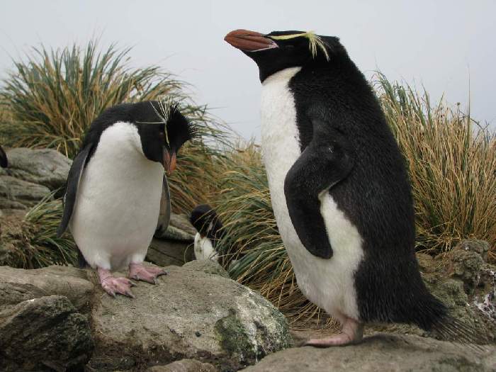 Ареал обитания больших хохлатых пингвинов